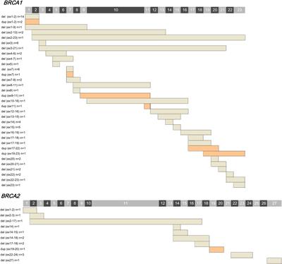 Next-generation sequencing based detection of BRCA1 and BRCA2 large genomic rearrangements in Chinese cancer patients